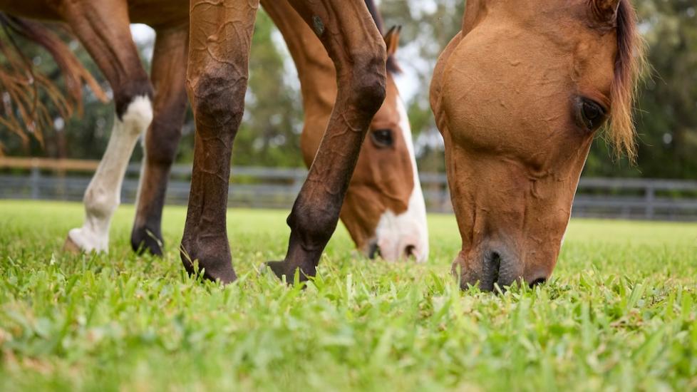 How To Introduce Your Horse to Grass | PetMD